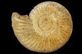 Perisphinctes Ammonite - Jurassic #100218-1